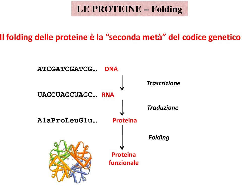 ATCGATCGATCG DNA UAGCUAGCUAGC RNA Trascrizione