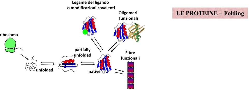 PROTEINE Folding ribosoma partially