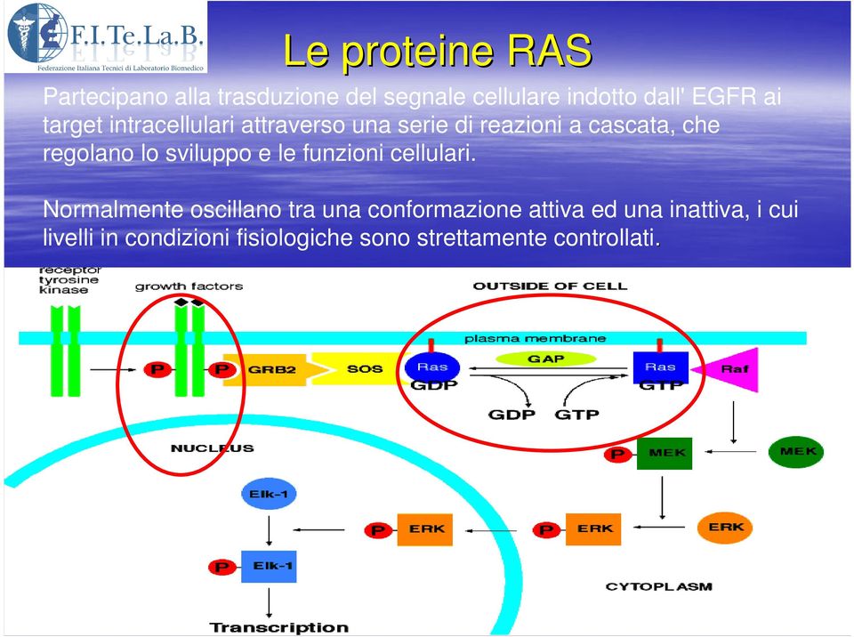 sviluppo e le funzioni cellulari.