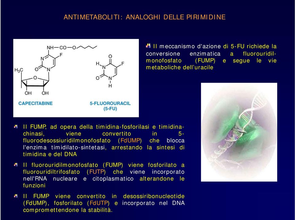 timidilato-sintetasi, arrestando la sintesi di timidina e del DNA Il fluorouridilmonofosfato (FUMP) viene fosforilato a fluorouridiltrifosfato (FUTP) che viene incorporato