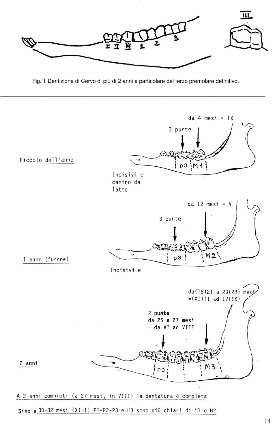 Fig. 1 Dentizione di Cervo di più di 2 anni