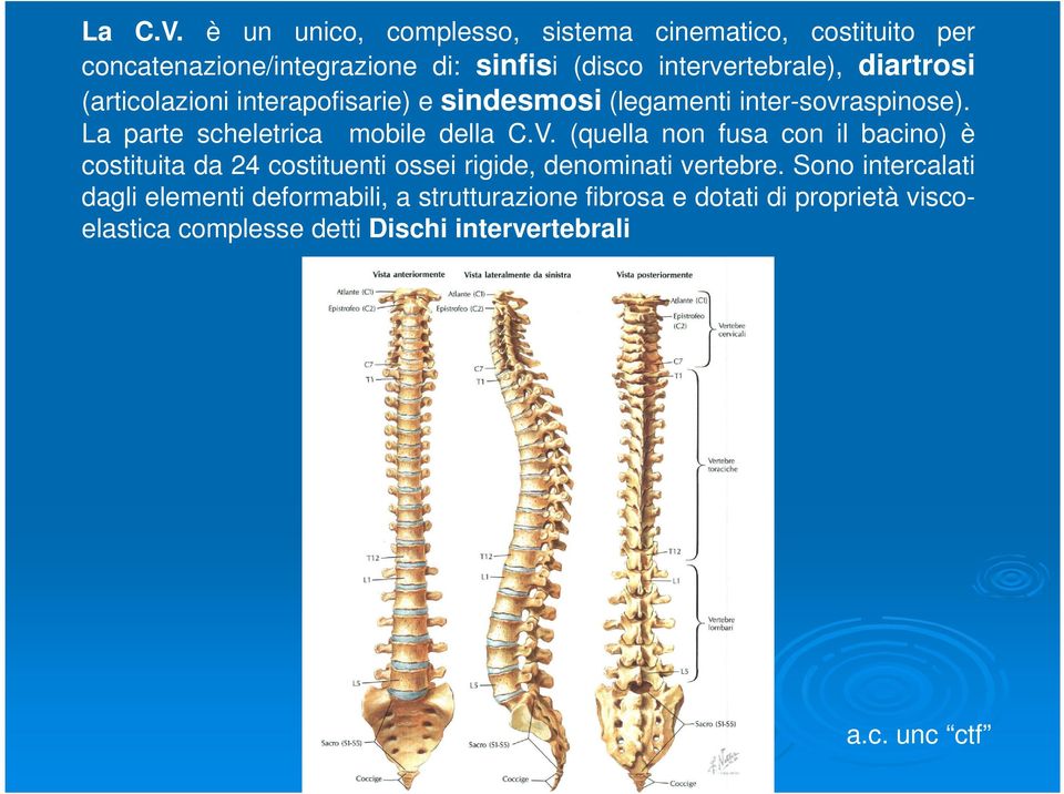 diartrosi (articolazioni interapofisarie) e sindesmosi (legamenti inter-sovraspinose). La parte scheletrica mobile della C.V.
