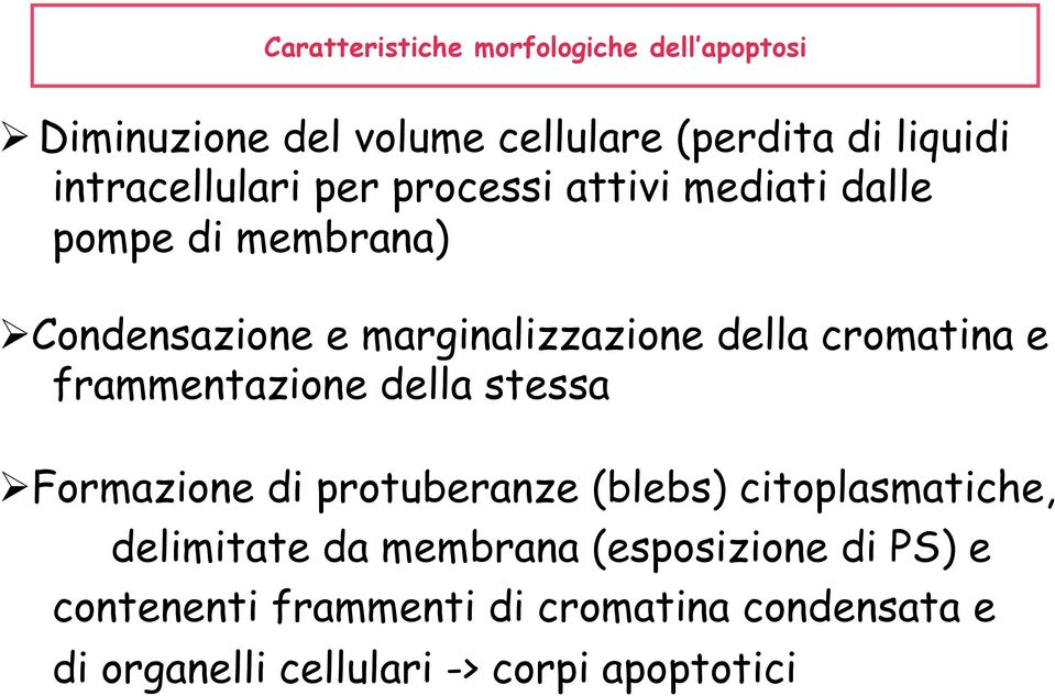 della cromatina e frammentazione della stessa Ø Formazione di protuberanze (blebs) citoplasmatiche,