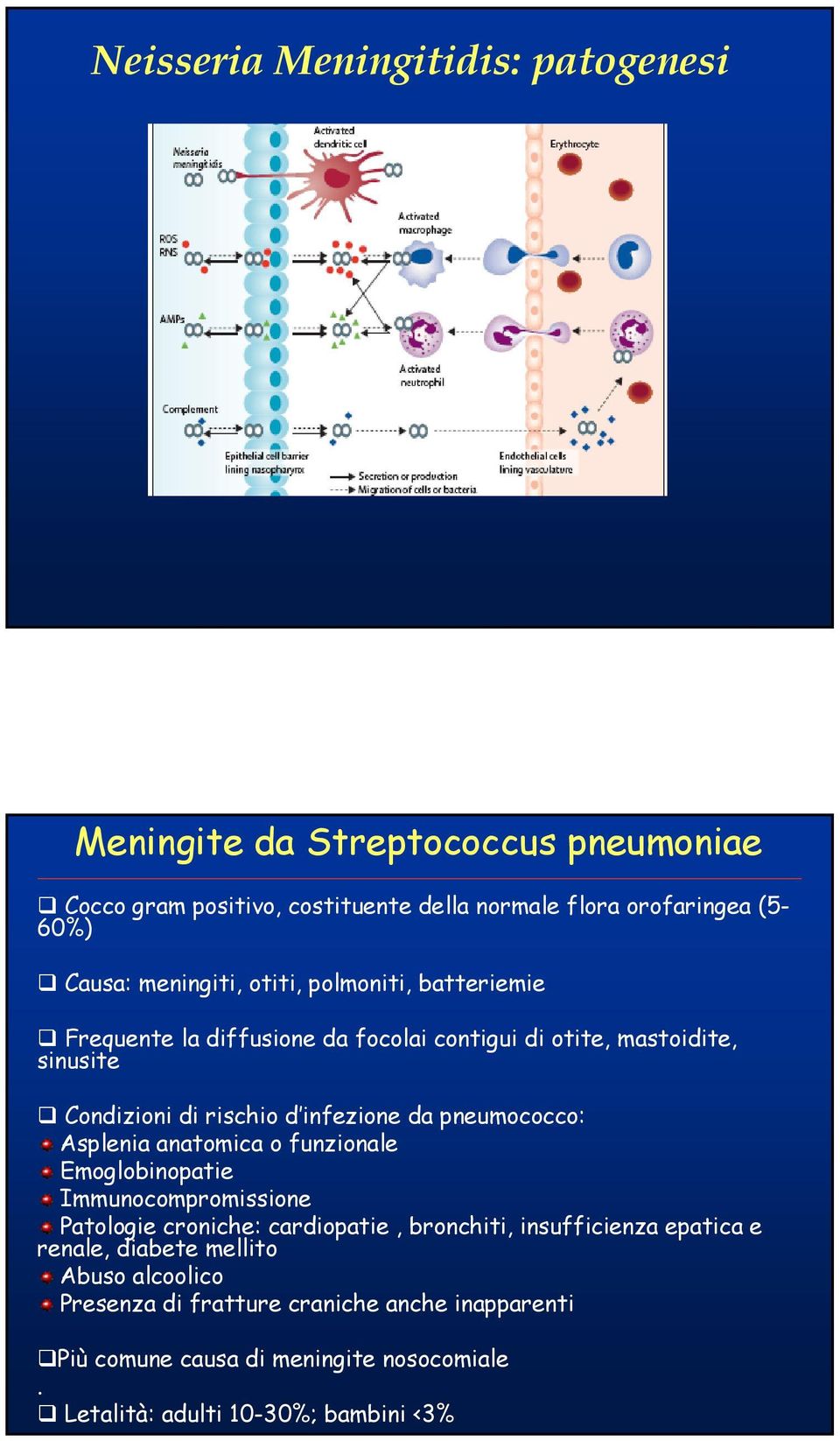 pneumococco: Asplenia anatomica o funzionale Emoglobinopatie Immunocompromissione Patologie croniche: cardiopatie, bronchiti, insufficienza epatica e