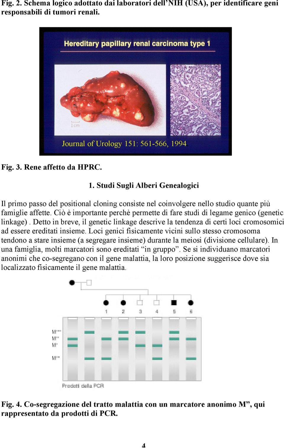 Ciò è importante perchè permette di fare studi di legame genico (genetic linkage). Detto in breve, il genetic linkage descrive la tendenza di certi loci cromosomici ad essere ereditati insieme.