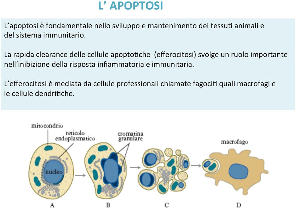 La rapida clearance delle cellule apopto;che (efferocitosi) svolge un ruolo importante nell