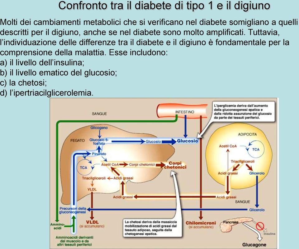 Tuttavia, l individuazione delle differenze tra il diabete e il digiuno è fondamentale per la comprensione della