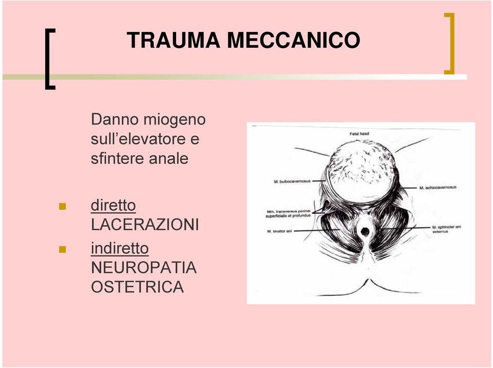 sfintere anale diretto