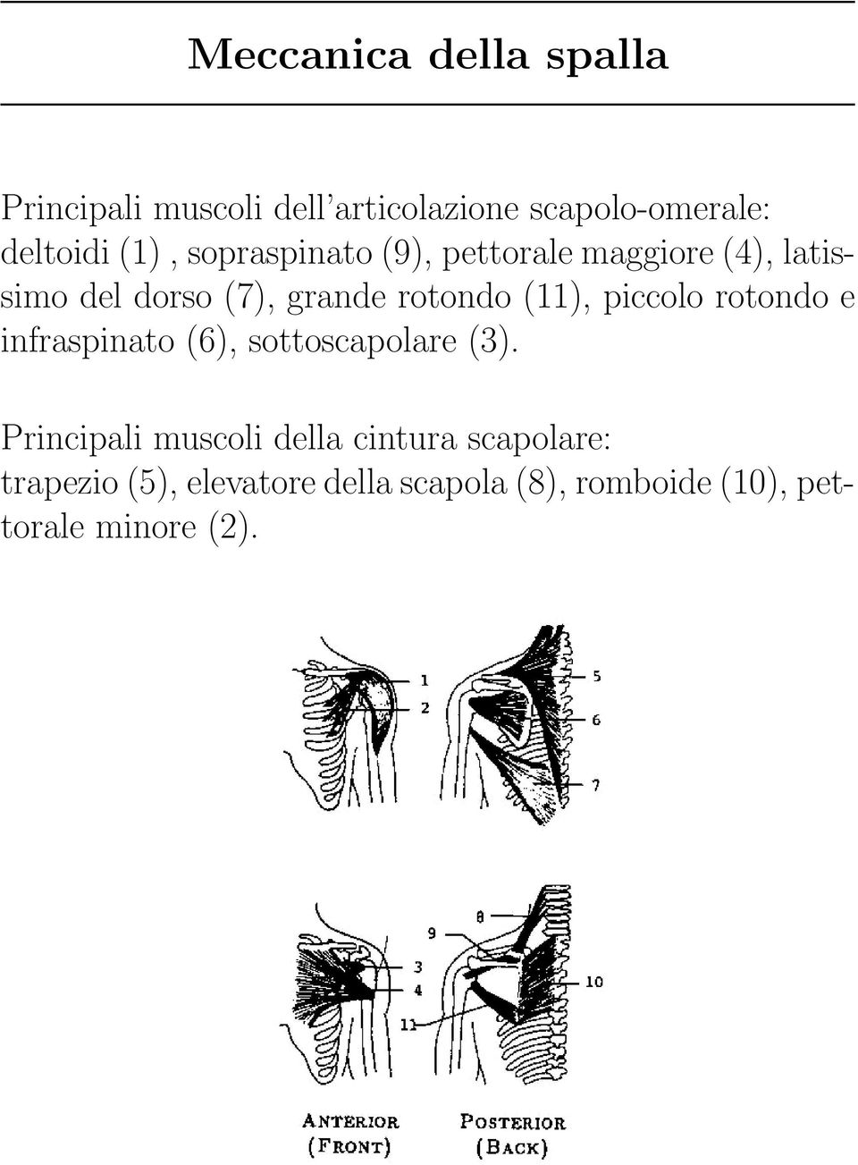 (11), piccolo rotondo e infraspinato (6), sottoscapolare (3).