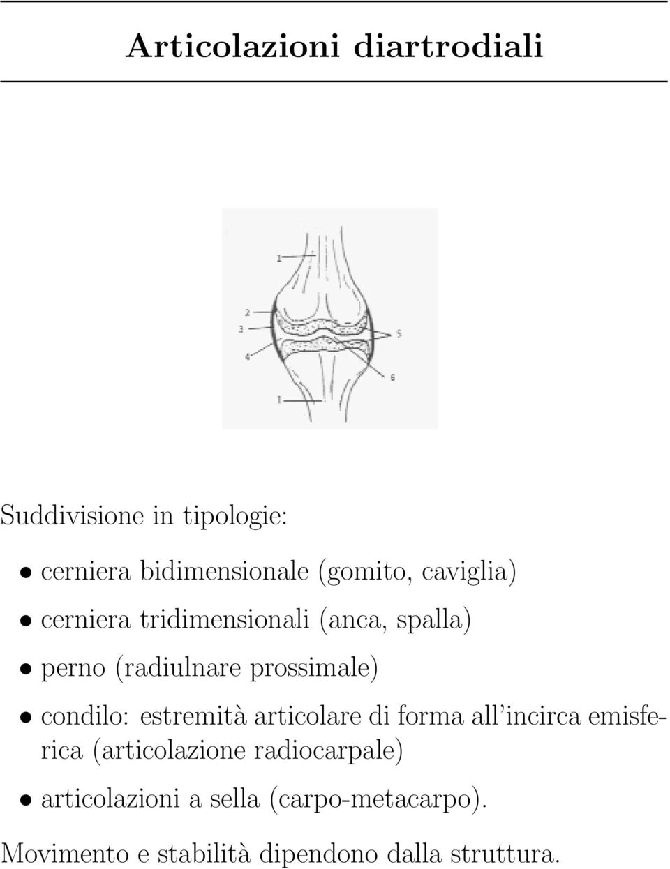 condilo: estremità articolare di forma all incirca emisferica (articolazione