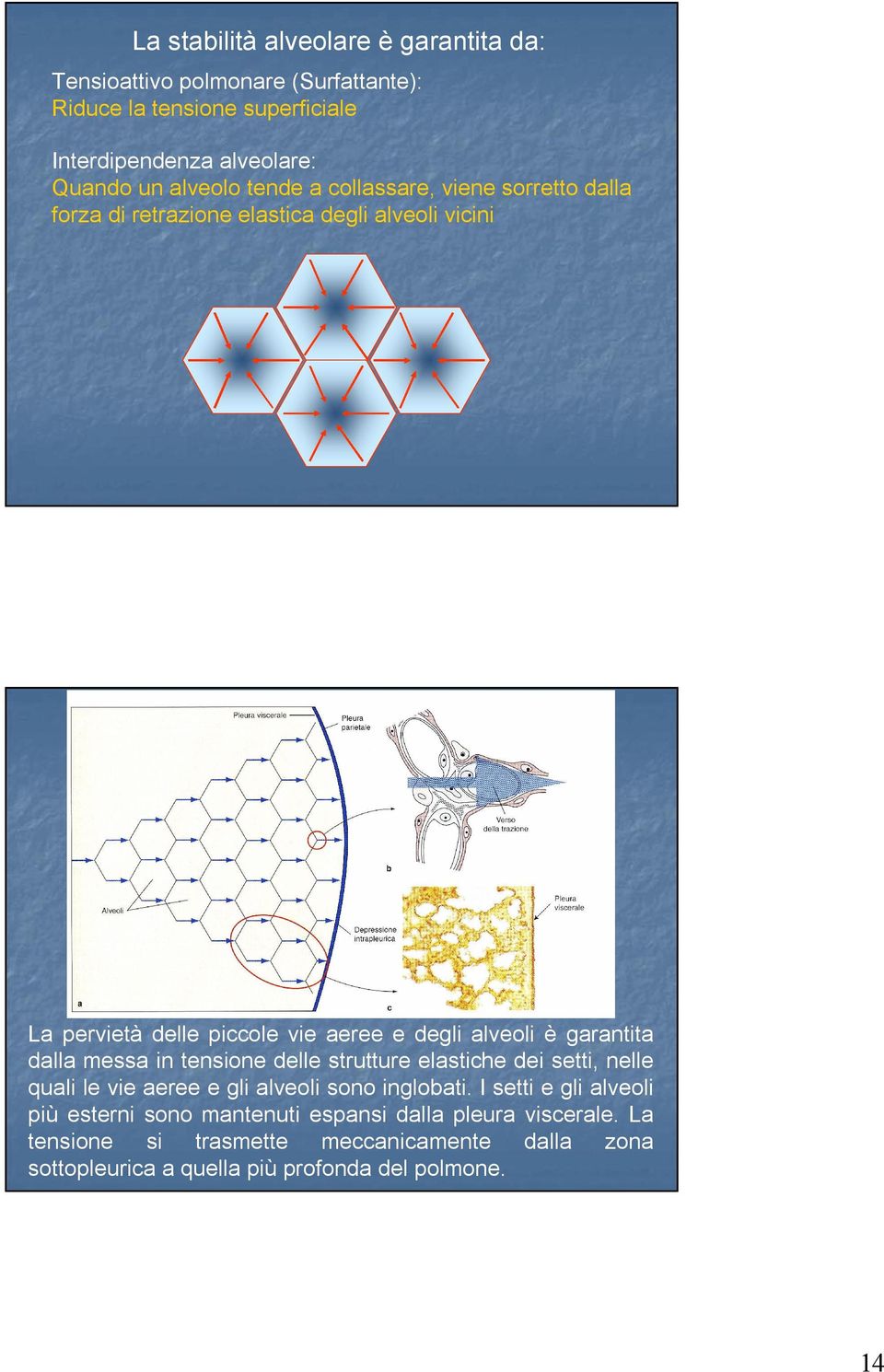 è garantita dalla messa in tensione delle strutture elastiche dei setti, nelle quali le vie aeree e gli alveoli sono inglobati.