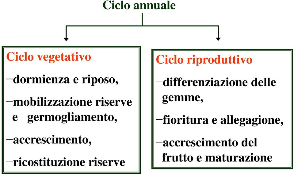 ricostituzione riserve Ciclo riproduttivo differenziazione