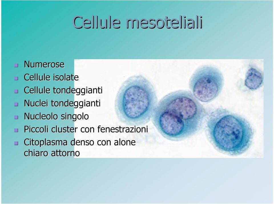 Nucleolo singolo Piccoli cluster con