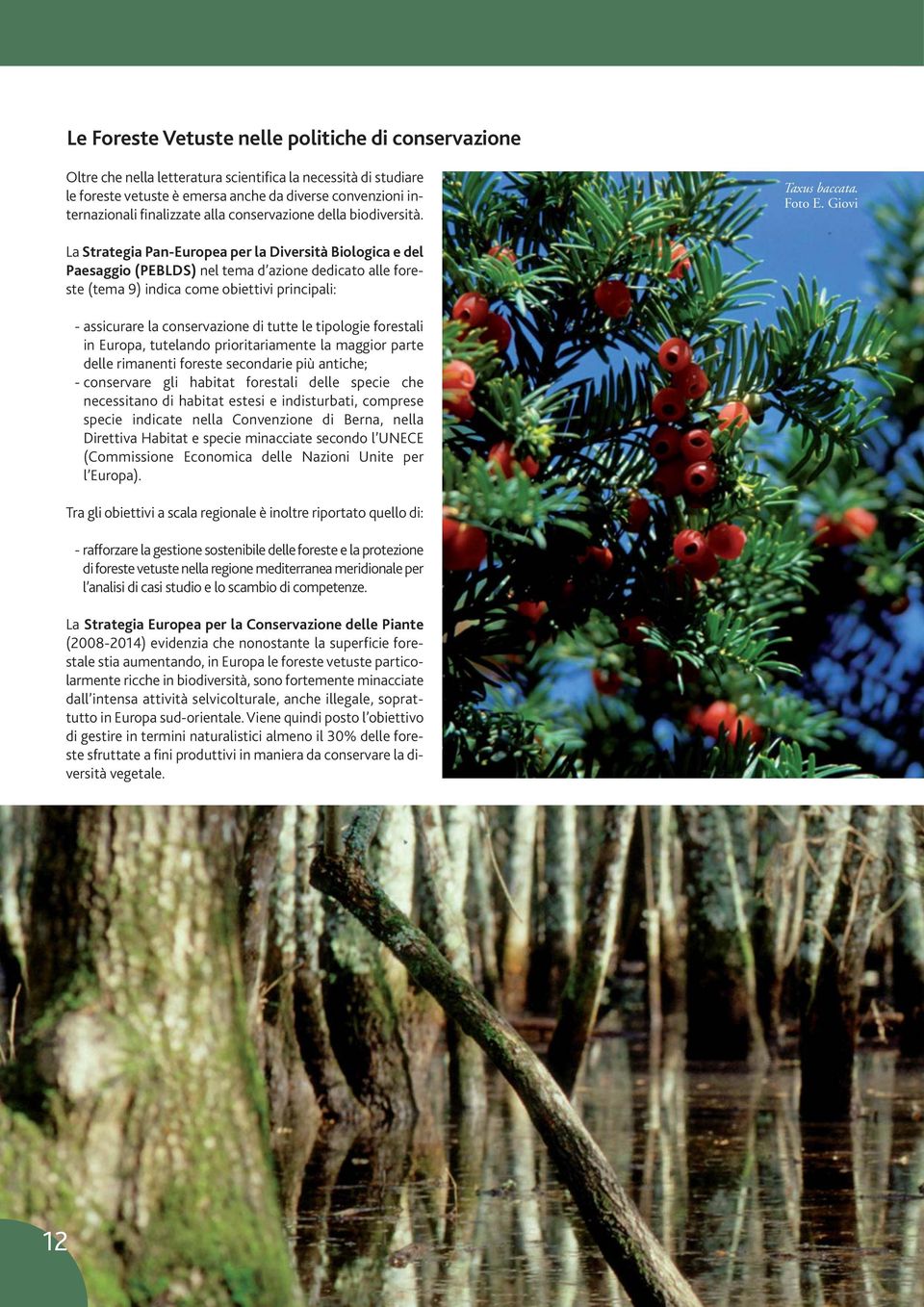 Giovi La Strategia Pan-Europea per la Diversità Biologica e del Paesaggio (PEBLDS) nel tema d azione dedicato alle foreste (tema 9) indica come obiettivi principali: - assicurare la conservazione di