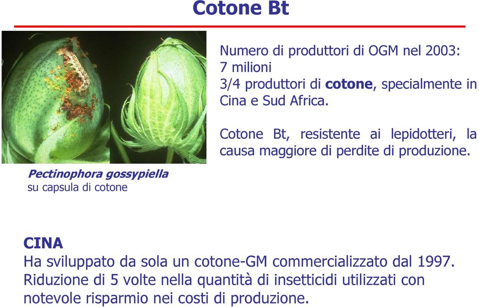 Pectinophora gossypiella su capsula di cotone CINA Ha sviluppato da sola un cotone-gm commercializzato
