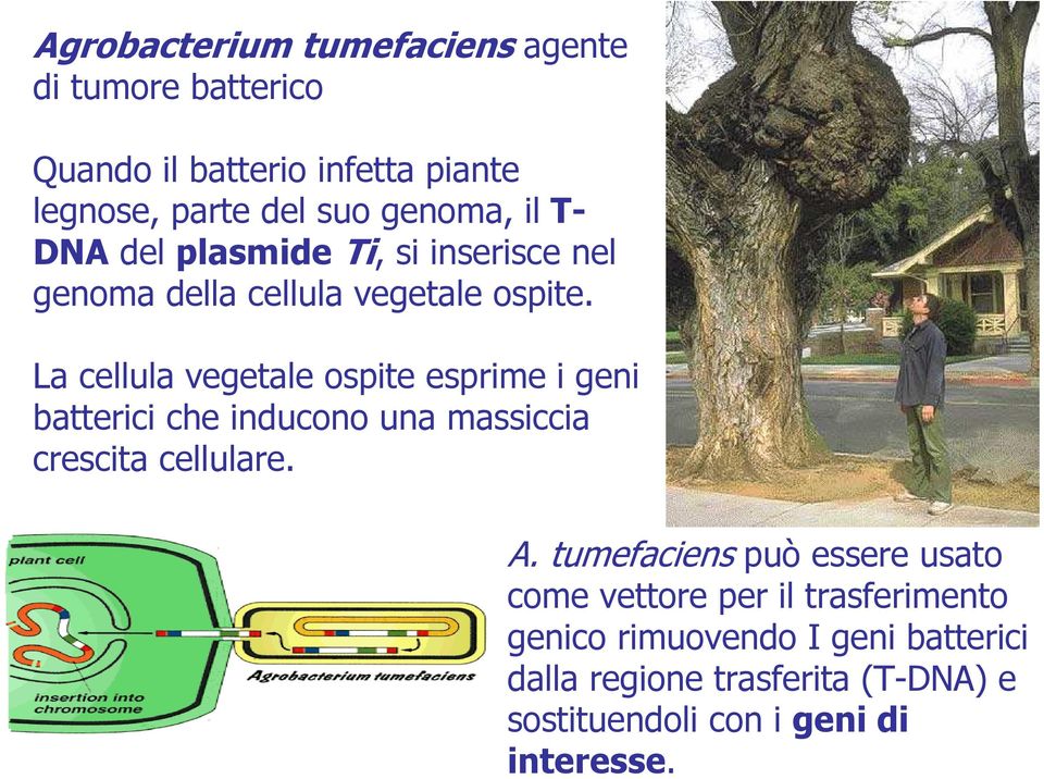 La cellula vegetale ospite esprime i geni batterici che inducono una massiccia crescita cellulare. A.