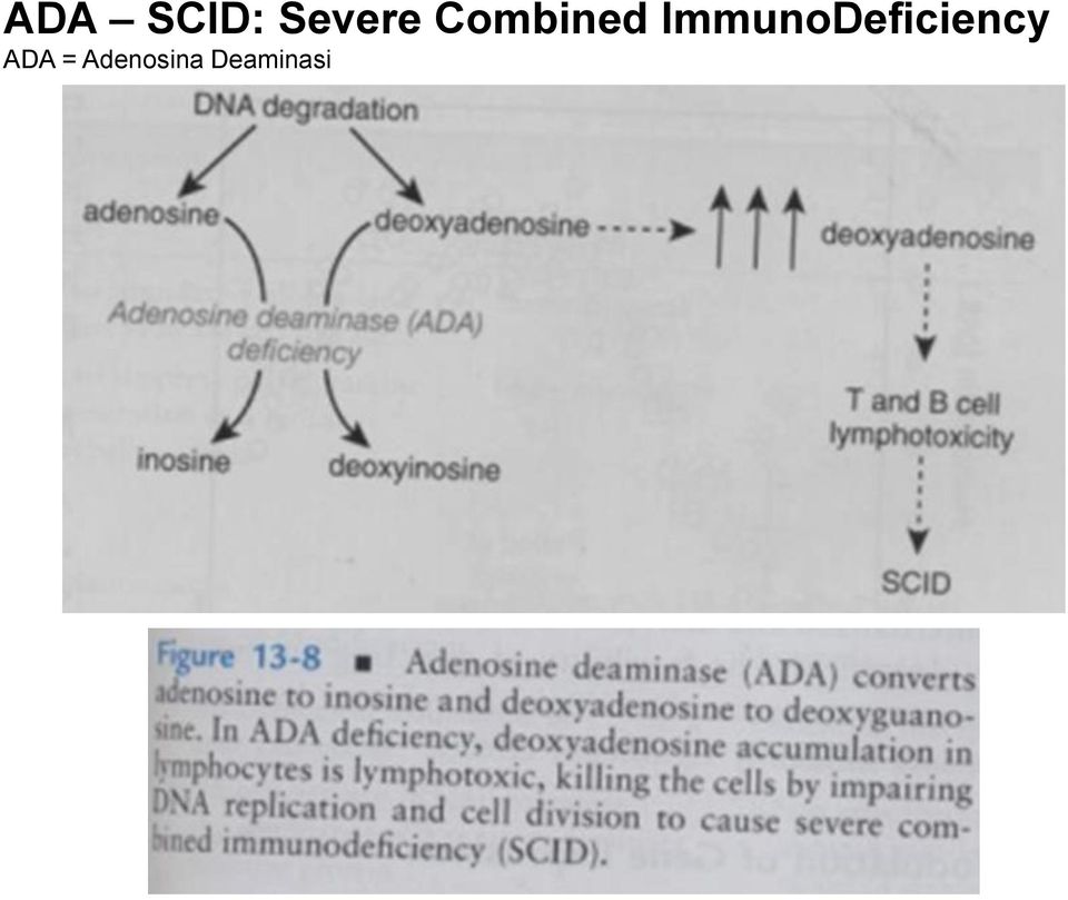 ImmunoDeficiency