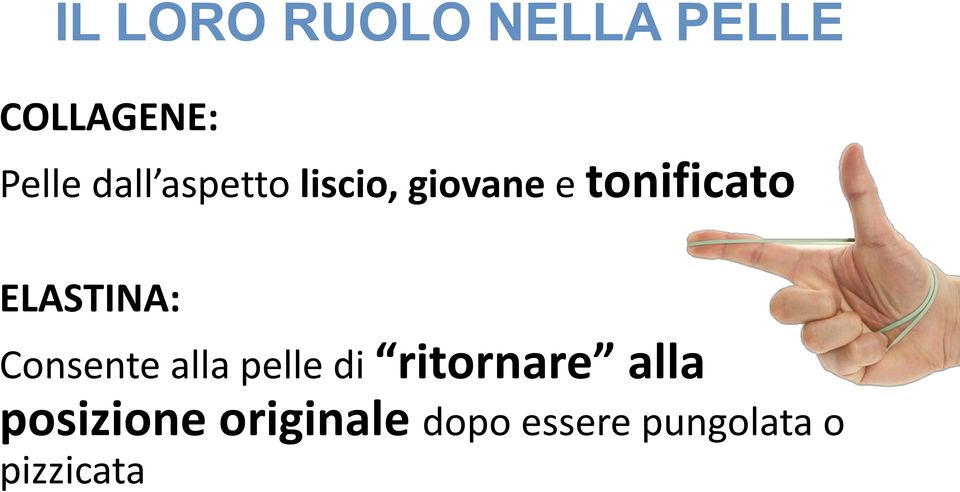 ELASTINA: Consente alla pelle di ritornare