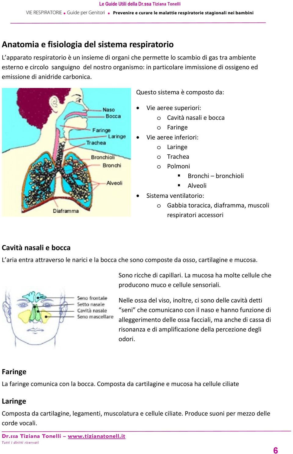 Questo sistema è composto da: Vie aeree superiori: o Cavità nasali e bocca o Faringe Vie aeree inferiori: o Laringe o Trachea o Polmoni Bronchi bronchioli Alveoli Sistema ventilatorio: o Gabbia