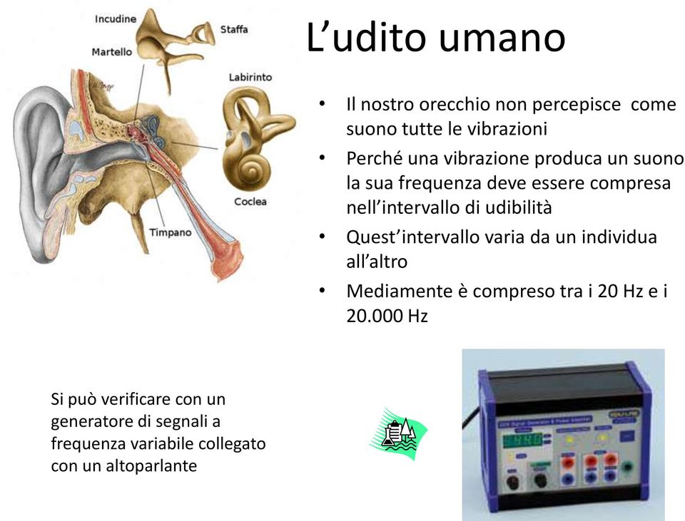 Quest intervallo varia da un individua all altro Mediamente è compreso tra i 20 Hz e i 20.