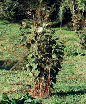 con portamento che naturalmente tende a svilupparsi in volume tramite piccoli fusti diritti (pertiche, dette anche branche o stanghe) distanziati in modo tale da occupare tutto lo spazio aereo