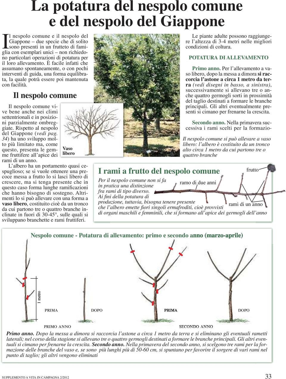 Il nespolo comune Il nespolo comune vive bene anche nei climi settentrionali e in posizioni parzialmente ombreggiate. Rispetto al nespolo del Giappone (vedi pag.