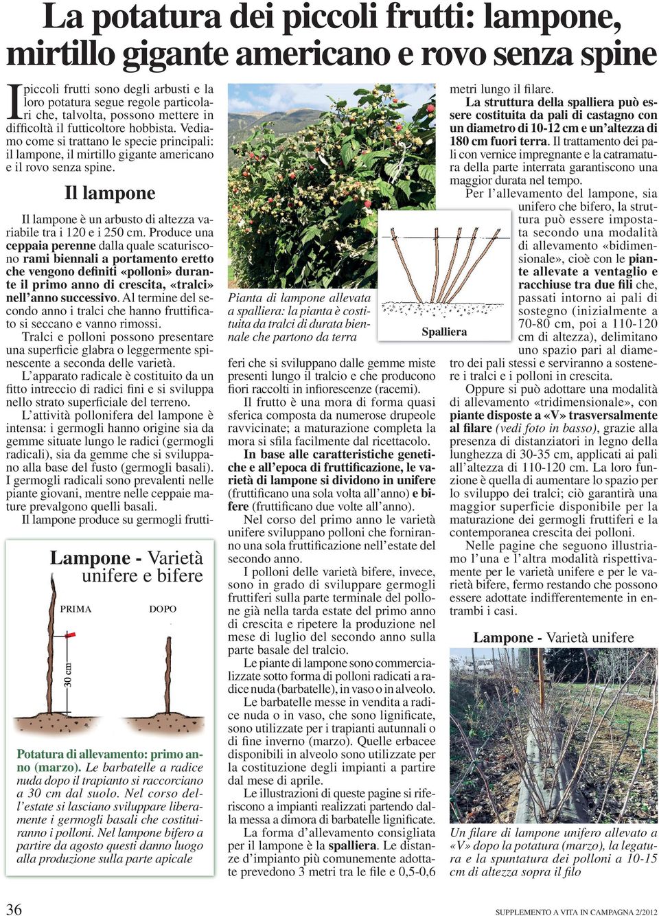 Il lampone Lampone - Varietà unifere e bifere prima dopo Potatura di allevamento: primo anno (marzo). Le barbatelle a radice nuda dopo il trapianto si raccorciano a 30 cm dal suolo.