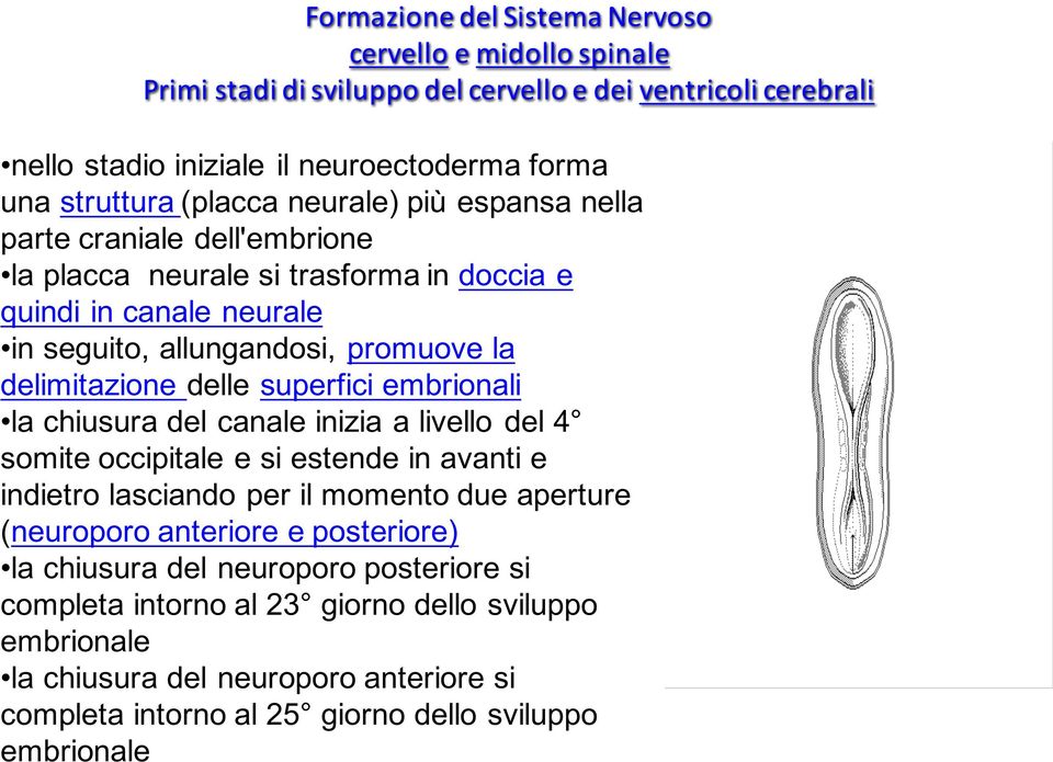 delle superfici embrionali la chiusura del canale inizia a livello del 4 somite occipitale e si estende in avanti e indietro lasciando per il momento due aperture (neuroporo anteriore e