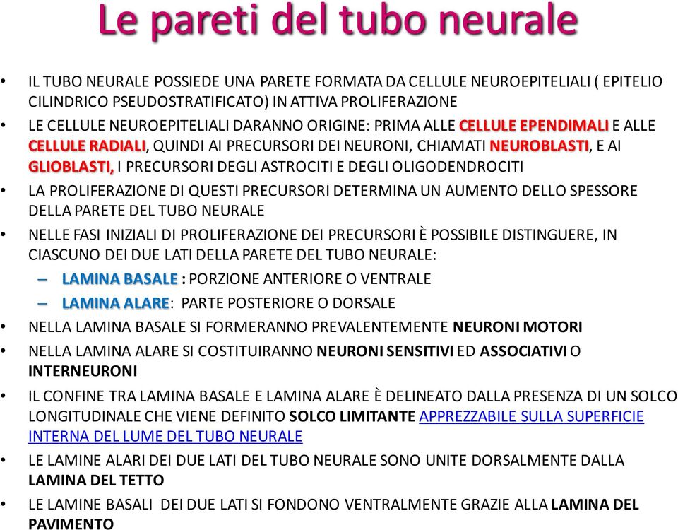 PROLIFERAZIONE DI QUESTI PRECURSORI DETERMINA UN AUMENTO DELLO SPESSORE DELLA PARETE DEL TUBO NEURALE NELLE FASI INIZIALI DI PROLIFERAZIONE DEI PRECURSORI È POSSIBILE DISTINGUERE, IN CIASCUNO DEI DUE