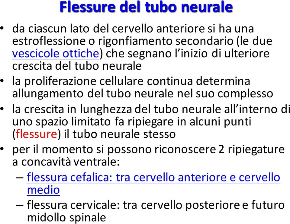 lunghezza del tubo neurale all interno di uno spazio limitato fa ripiegare in alcuni punti (flessure) il tubo neurale stesso per il momento si possono