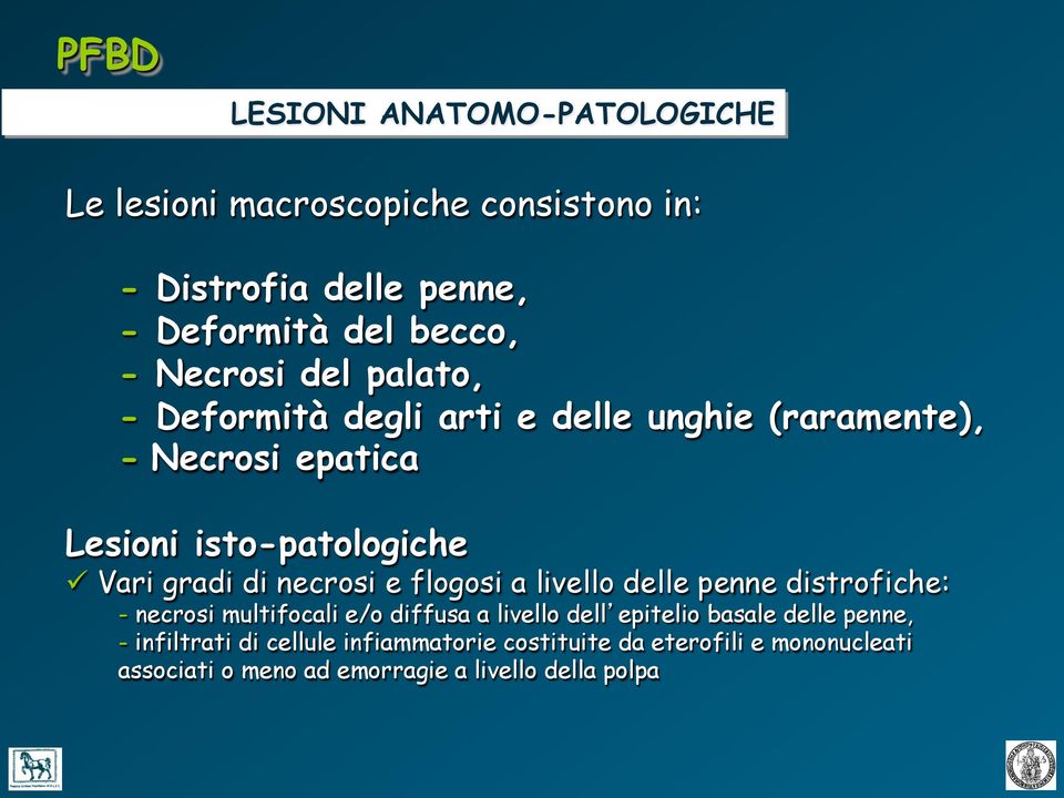 di necrosi e flogosi a livello delle penne distrofiche: - necrosi multifocali e/o diffusa a livello dell epitelio basale delle