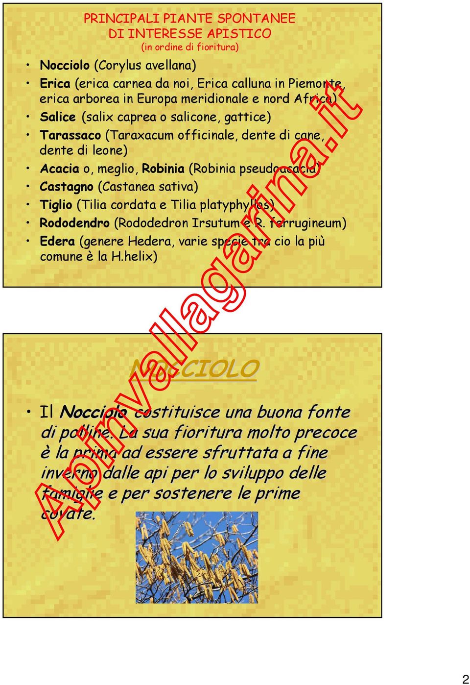 (Castanea sativa) Tiglio (Tilia cordata e Tilia platyphyllos) Rododendro (Rododedron Irsutum e R. ferrugineum) Edera (genere Hedera, varie specie tra cio la più comune è la H.