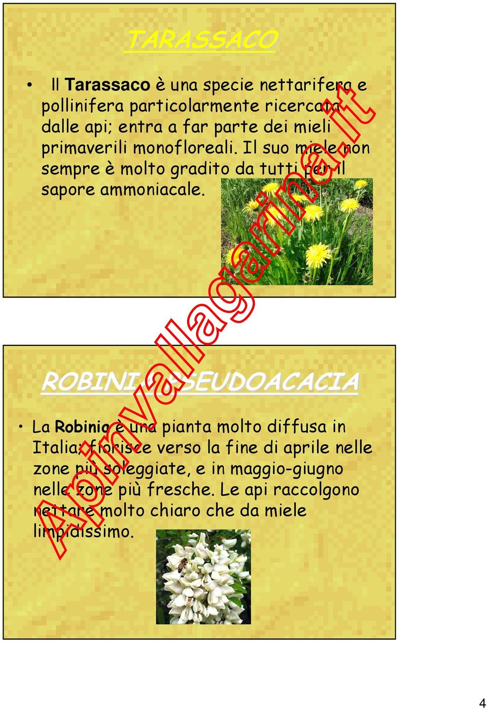 ROBINIA PSEUDOACACIA La Robinia è una pianta molto diffusa in Italia; fiorisce verso la fine di aprile nelle zone più