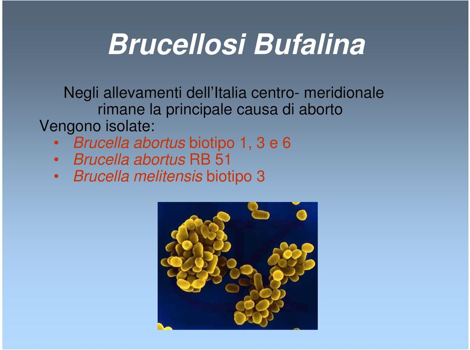 aborto Vengono isolate: Brucella abortus biotipo 1,