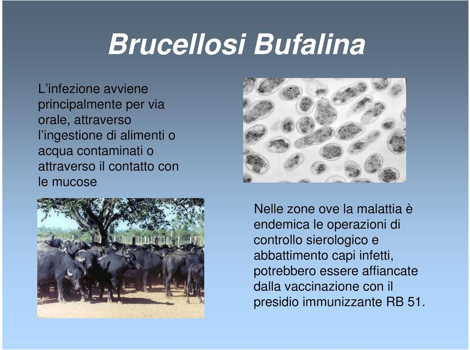 zone ove la malattia è endemica le operazioni di controllo sierologico e abbattimento