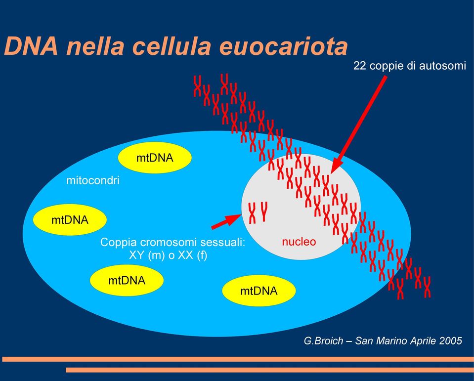 mitocondri mtdna Coppia cromosomi