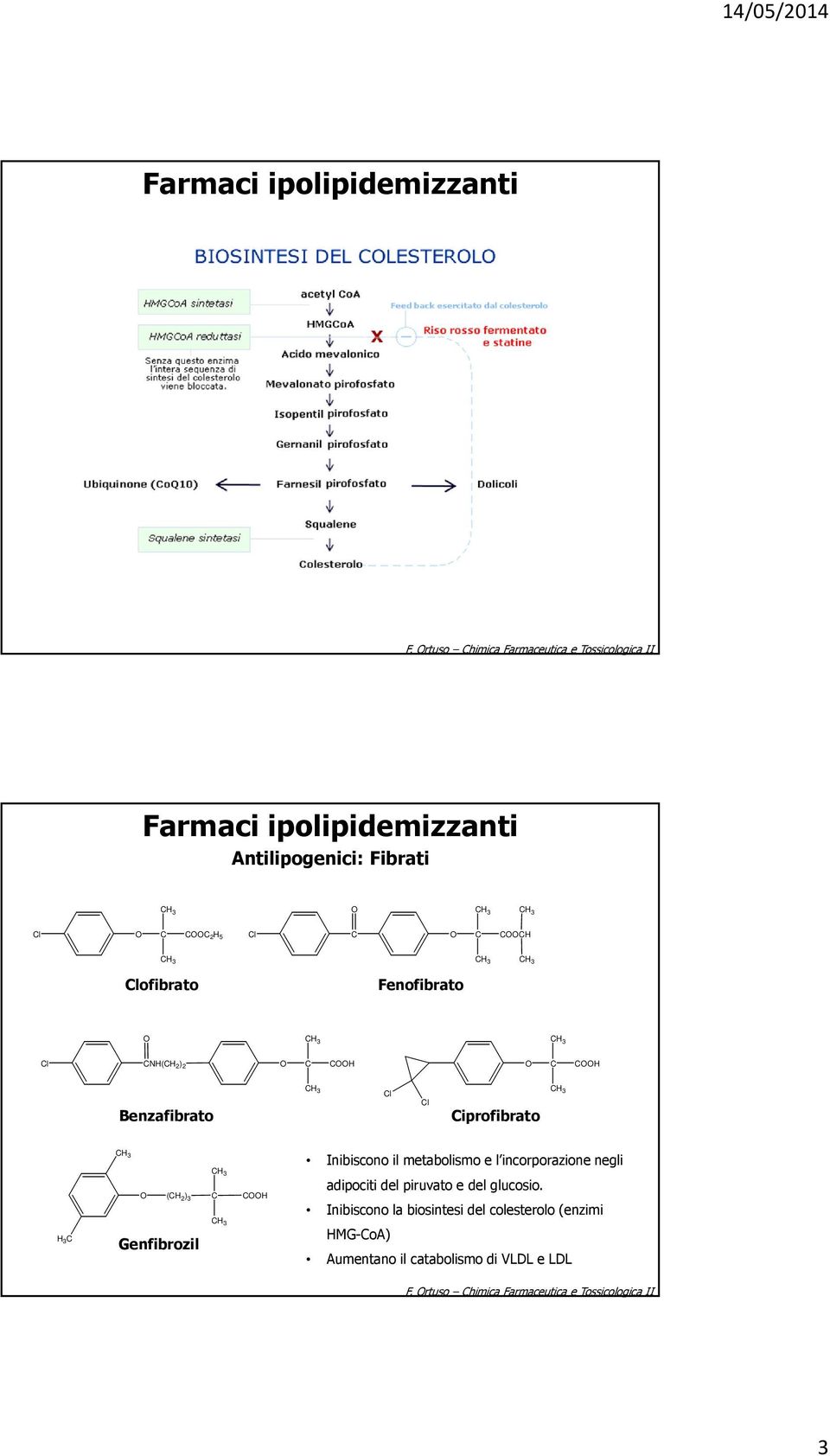 metabolismo e l incorporazione negli adipociti del piruvato e del glucosio.