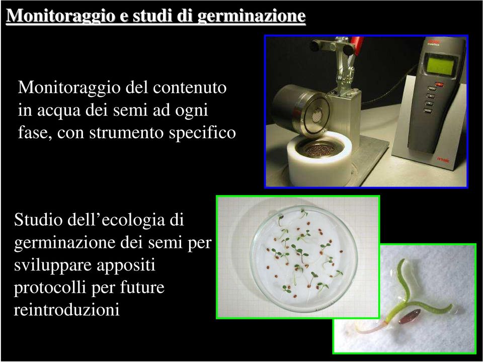 specifico Studio dell ecologia di germinazione dei semi