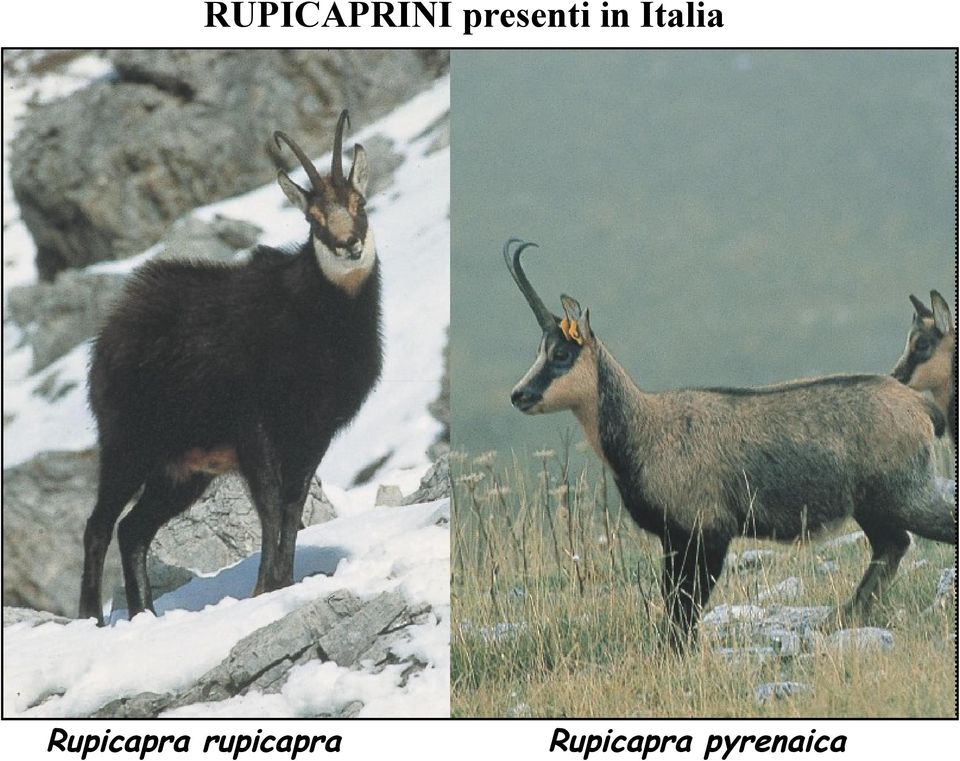 Italia Rupicapra
