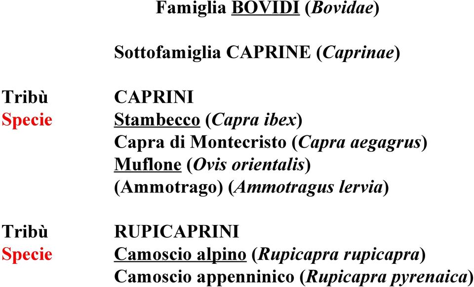 Muflone (Ovis orientalis) (Ammotrago) (Ammotragus lervia) Tribù Specie
