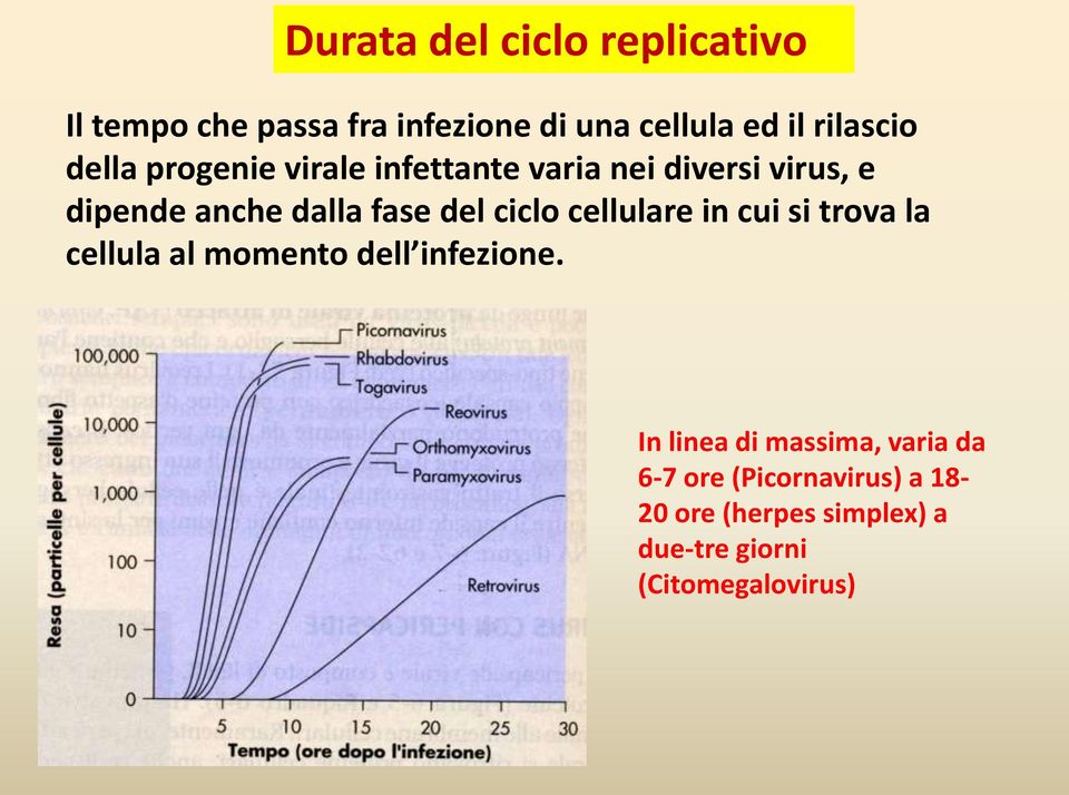 ciclo cellulare in cui si trova la cellula al momento dell infezione.