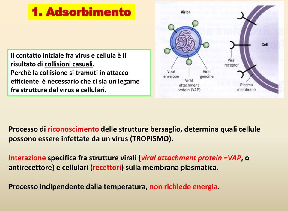 Processo di riconoscimento delle strutture bersaglio, determina quali cellule possono essere infettate da un virus (TROPISMO).