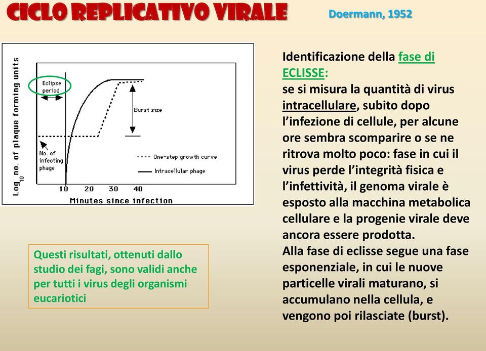 ritrova molto poco: fase in cui il virus perde l integrità fisica e l infettività, il genoma virale è esposto alla macchina metabolica cellulare e la progenie virale