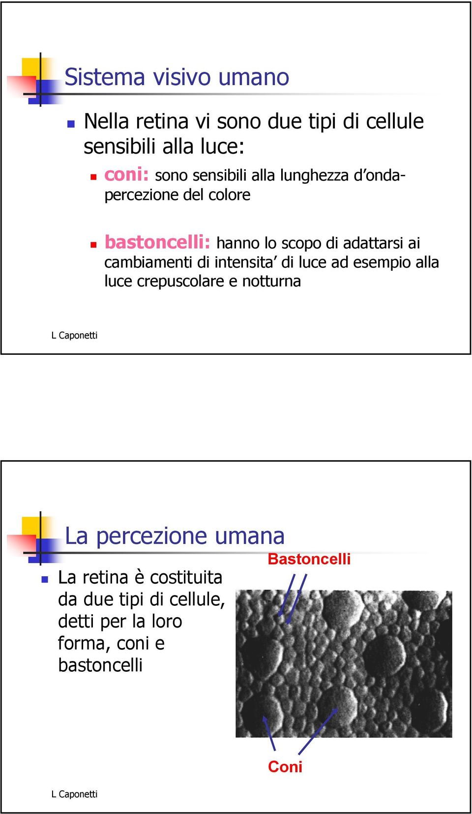 cambiamenti di intensita di luce ad esempio alla luce crepuscolare e notturna La percezione umana