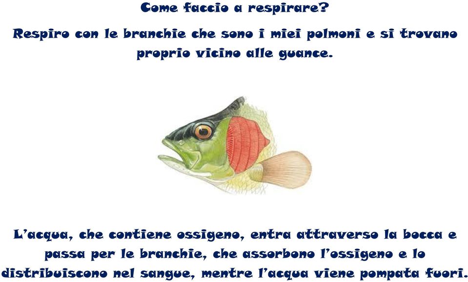 vicino alle guance.
