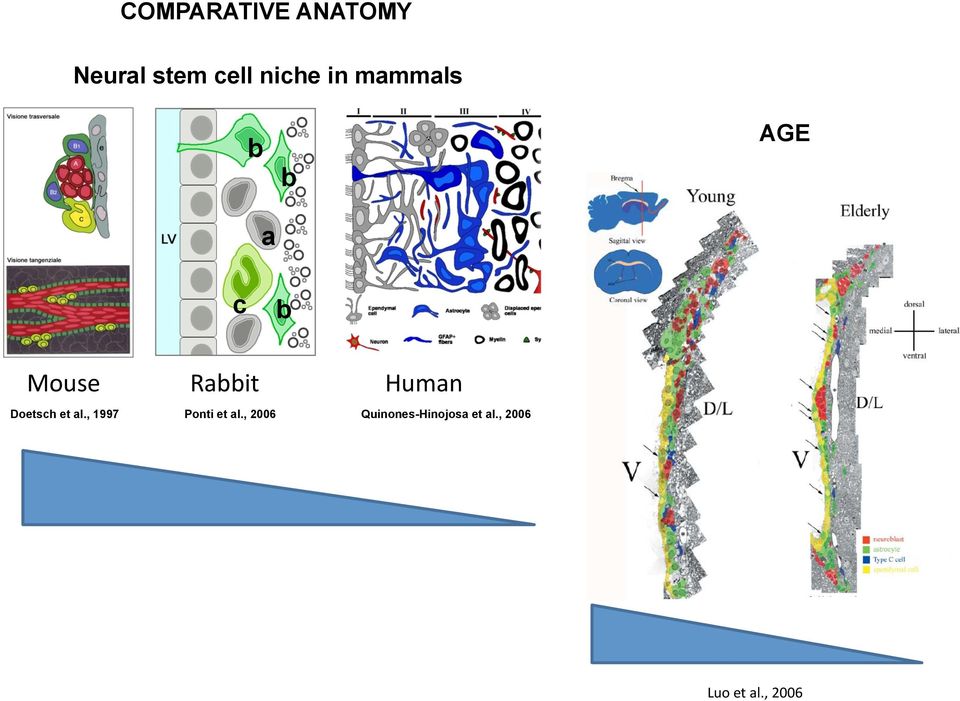 Doetsch et al., 1997 Ponti et al.