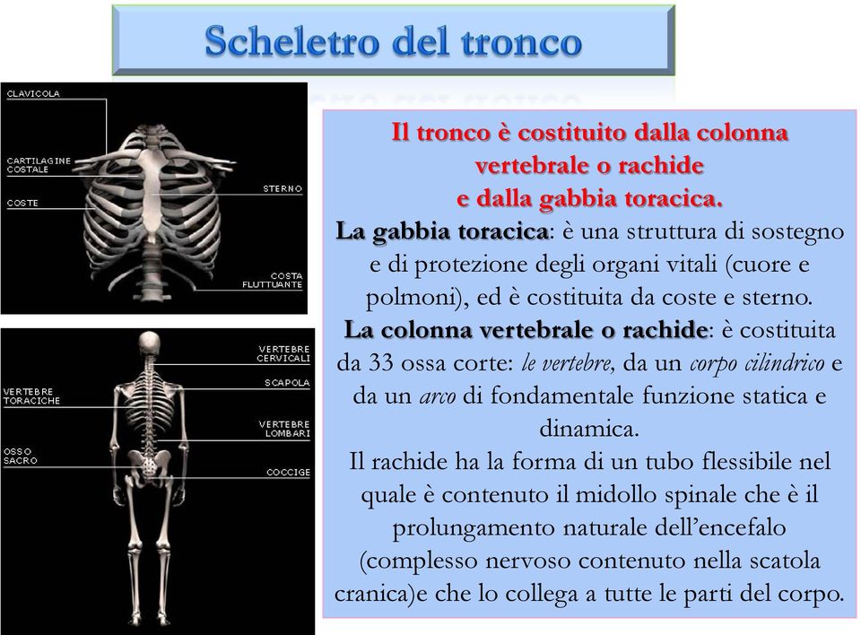 La colonna vertebrale o rachide: è costituita da 33 ossa corte: le vertebre, da un corpo cilindrico e da un arco di fondamentale funzione statica e