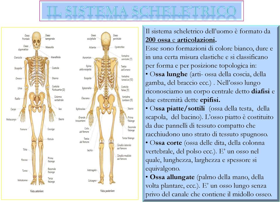 ecc.). Nell osso lungo riconosciamo un corpo centrale detto diafisi e due estremità dette epifisi. Ossa piatte/sottili (ossa della testa, della scapola, del bacino).