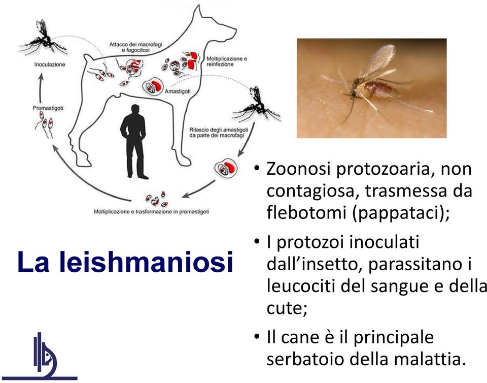 inoculati dall insetto, parassitano i leucociti del