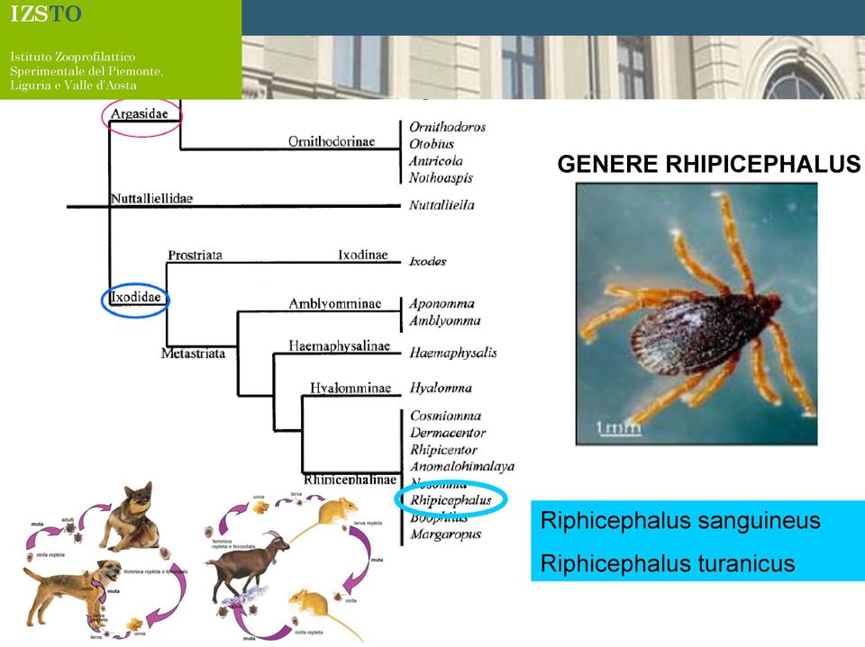 Riphicephalus